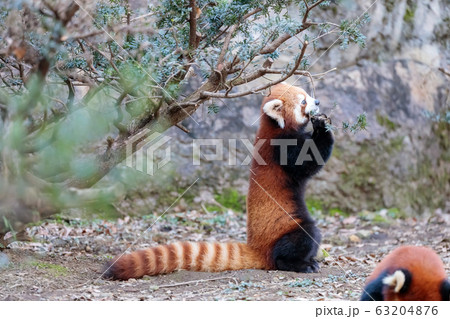 レッサーパンダ 多摩動物公園 レッサーパンダ 多摩動物公園 63204876
