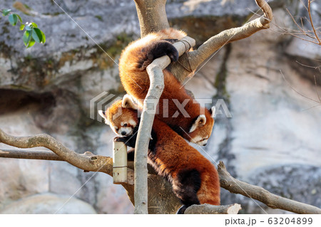 レッサーパンダ 多摩動物公園 レッサーパンダ 多摩動物公園 63204899