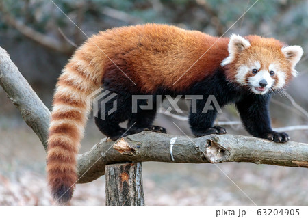 レッサーパンダ 多摩動物公園 63204905