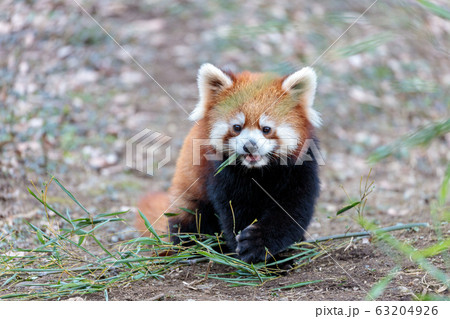 レッサーパンダ 多摩動物公園 63204926