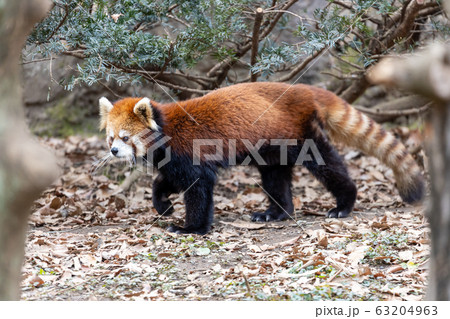 レッサーパンダ 多摩動物公園 レッサーパンダ 多摩動物公園 63204963
