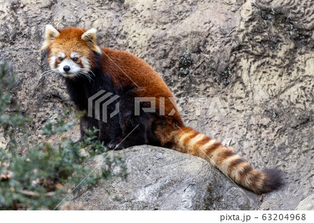 レッサーパンダ 多摩動物公園 レッサーパンダ 多摩動物公園 63204968