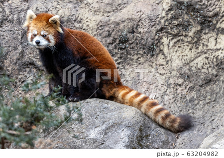 レッサーパンダ 多摩動物公園 レッサーパンダ 多摩動物公園 63204982