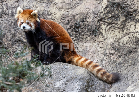レッサーパンダ 多摩動物公園 63204983