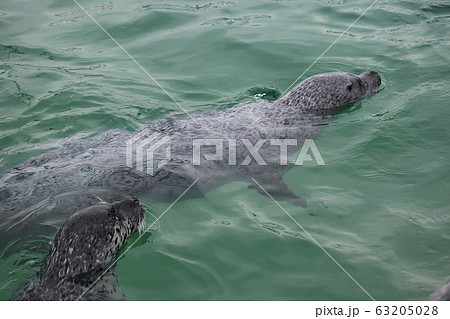 あざらしツイン_紋別 63205028