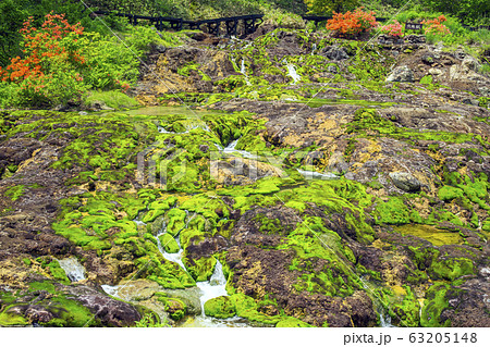 ツツジ咲くチャツボミゴケ公園４ 63205148