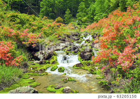 つつじとチャツボミゴケ2 つつじとチャツボミゴケ2 63205150