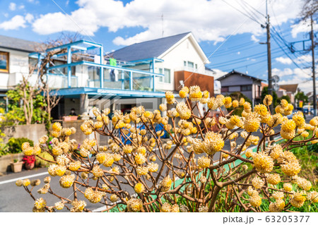 住宅街に咲くミツマタの花 63205377