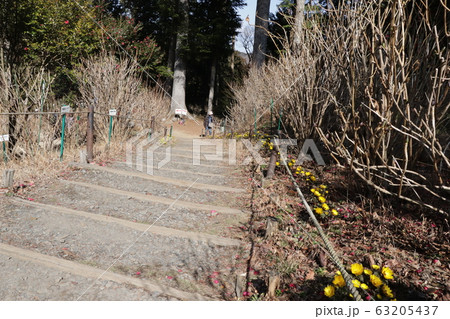 鷲子山上神社・福ふくろうロードの福寿草 63205437