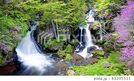 つつじ咲く竜頭の滝 63205511