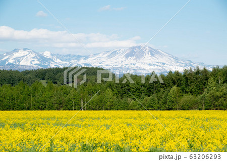 春の草原と残雪の山 大雪山 春の草原と残雪の山 大雪山 63206293