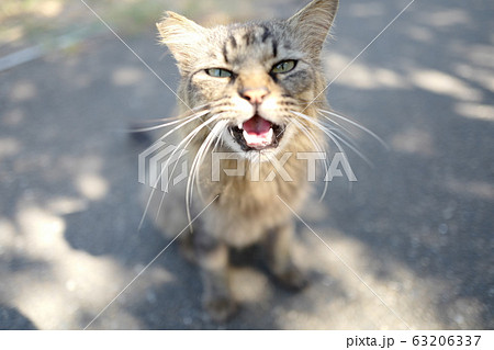 人懐っこい野良猫 人懐っこい野良猫 63206337