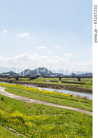 遠賀川河川敷の菜の花と筑豊富士（ボタ山）　福岡県飯塚市 63207202