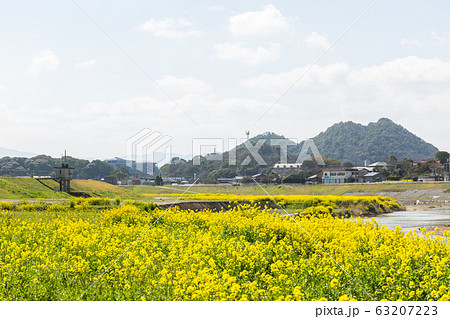 遠賀川河川敷の菜の花と筑豊富士（ボタ山）　福岡県飯塚市 63207223