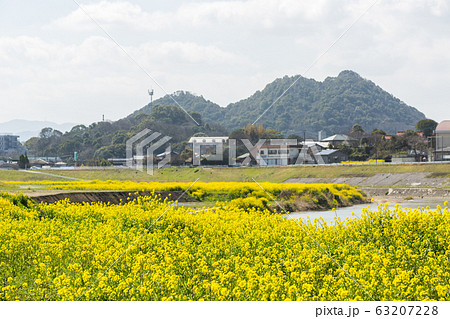 遠賀川河川敷の菜の花と筑豊富士（ボタ山）　福岡県飯塚市 63207228