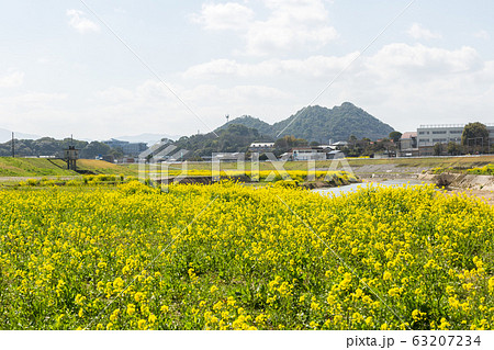 遠賀川河川敷の菜の花と筑豊富士（ボタ山）　福岡県飯塚市 63207234