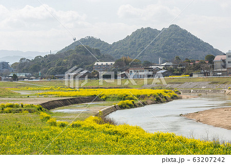 遠賀川河川敷の菜の花と筑豊富士（ボタ山）　福岡県飯塚市 63207242