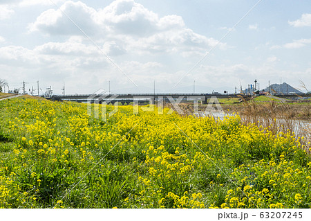 遠賀川河川敷の菜の花と筑豊富士（ボタ山）　福岡県飯塚市 63207245