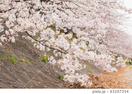 Beautiful pink cherry blossom in full bloom. Beautiful pink cherry blossom in full bloom. 63207354