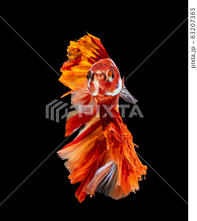 Beautiful betta splendens half moon siamese betta 63207365