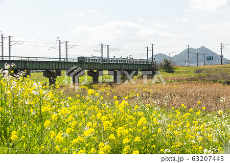 遠賀川河川敷の菜の花と筑豊富士（ボタ山）　福岡県飯塚市 63207443