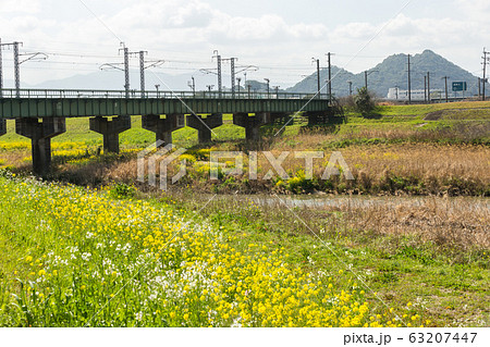 遠賀川河川敷の菜の花と筑豊富士（ボタ山）　福岡県飯塚市 63207447