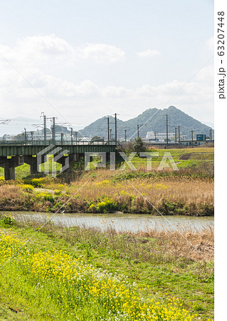 遠賀川河川敷の菜の花と筑豊富士（ボタ山）　福岡県飯塚市 63207448