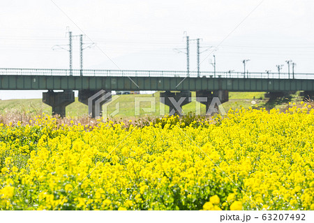遠賀川河川敷の菜の花とJR筑豊本線 福岡県飯塚市 遠賀川河川敷の菜の花とJR筑豊本線 福岡県飯塚市 63207492