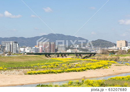 遠賀川河川敷の菜の花と飯塚市街地 福岡県飯塚市 遠賀川河川敷の菜の花と飯塚市街地 福岡県飯塚市 63207680