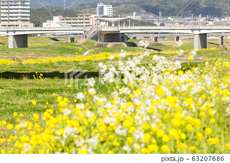 遠賀川河川敷の菜の花と飯塚市街地 福岡県飯塚市 遠賀川河川敷の菜の花と飯塚市街地 福岡県飯塚市 63207686