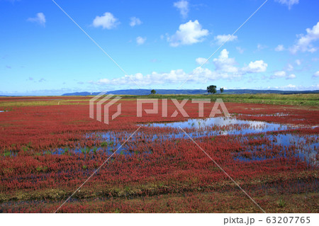 能取湖のサンゴ草 能取湖のサンゴ草 63207765