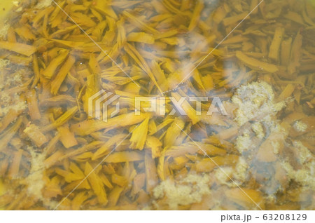 Raw Material of Natural yellow color Textile dyes, Raw Material of Natural yellow color Textile dyes, 63208129