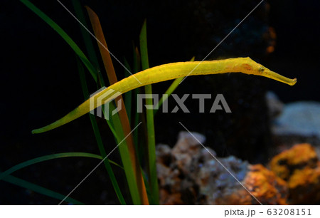 reef fish yellow and green alligator pipefish 63208151