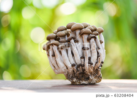 Shimeji mushroom on wooden and nature green Shimeji mushroom on wooden and nature green 63208404