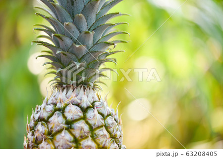 Fresh pineapple on nature background / Close up 63208405