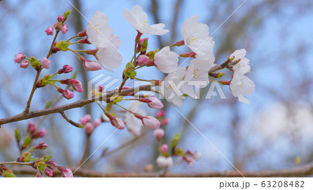 ソメイヨシノの桜の花 ソメイヨシノの桜の花 63208482