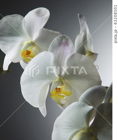 Close up White Orchid on Grey Background Close up White Orchid on Grey Background 63208501