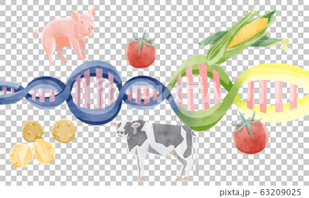 遺伝子組み換え食品イメージイラスト 63209025