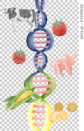 遺伝子組み換え食品イメージイラストのイラスト素材