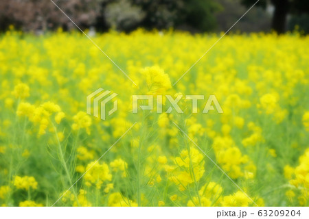 菜の花畑 63209204