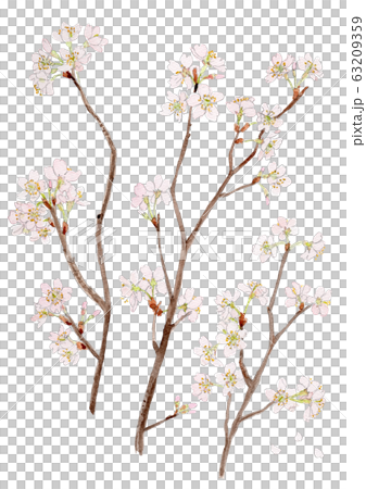 Cerasus 'Takenakae' Tokai Sakura Cerasus 'Takenakae' Tokai Sakura 63209359