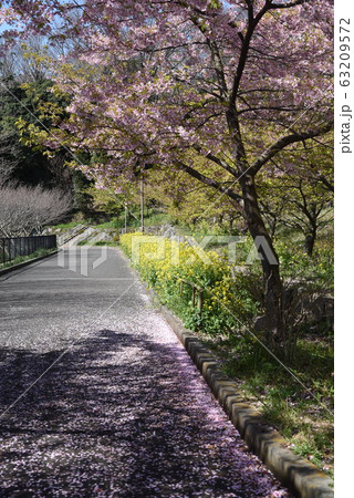 満開の桜・神奈川県南足柄市 満開の桜・神奈川県南足柄市 63209572
