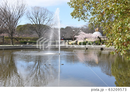 満開の桜・神奈川県南足柄市 満開の桜・神奈川県南足柄市 63209573