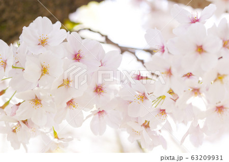 桜 63209931