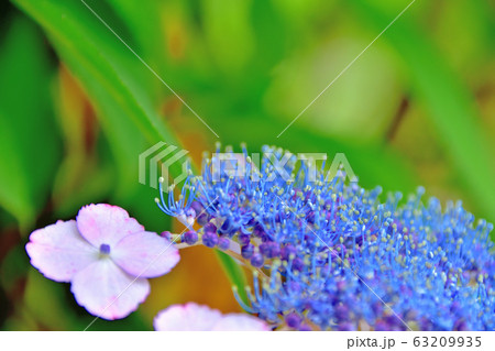 紫陽花 63209935