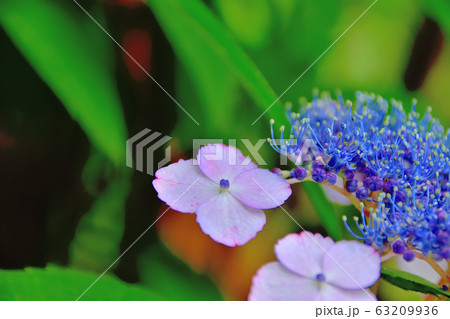 紫陽花 63209936