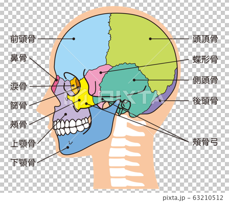 骷髏頭骨頭的名字 63210512