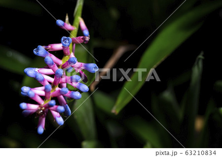 Background of Bromeliad's flower plant Background of Bromeliad's flower plant 63210834