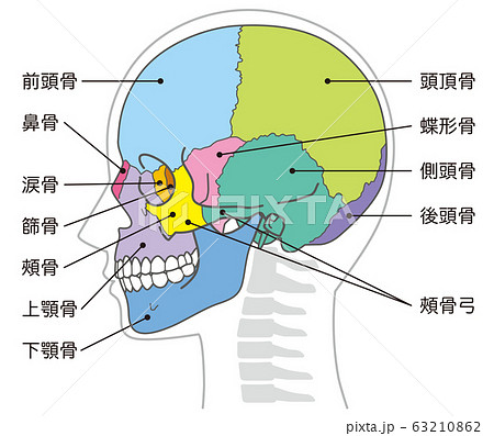 頭蓋骨 頭部の骨 名称のイラスト素材
