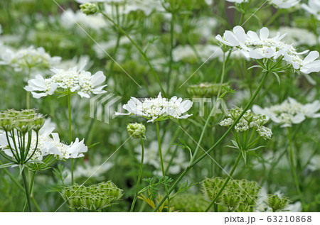 オルレア、オルラヤ、オルレア・ホワイトレース オルレア、オルラヤ、オルレア・ホワイトレース 63210868